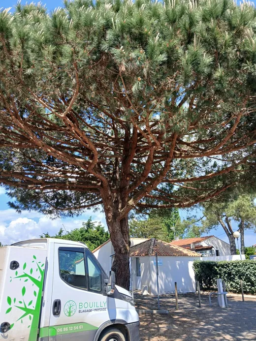 Camion Bouilly devant un grand pin parasol vendéen
