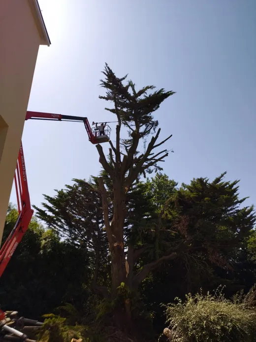 Démontage cyprès au littoral vendéen
