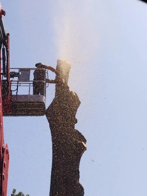 Démontage d'arbre dangereux