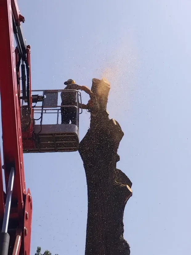 Démontage d'arbre dangereux par cordiste en Vendée
