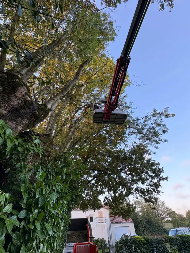 Romain Bouilly en intervention de cordiste sur un grand arbre en Vendée