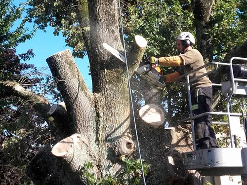 Réalisation chantier élagage